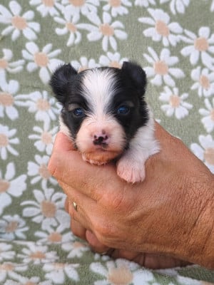 Les chiots de Epagneul nain Continental (Papillon)