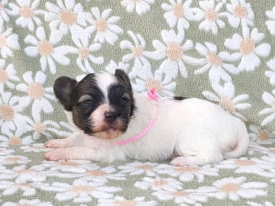Les chiots de Epagneul nain Continental (Papillon)