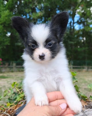 Les chiots de Epagneul nain Continental (Papillon)