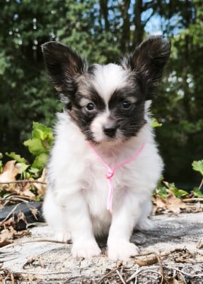 Les chiots de Epagneul nain Continental (Papillon)