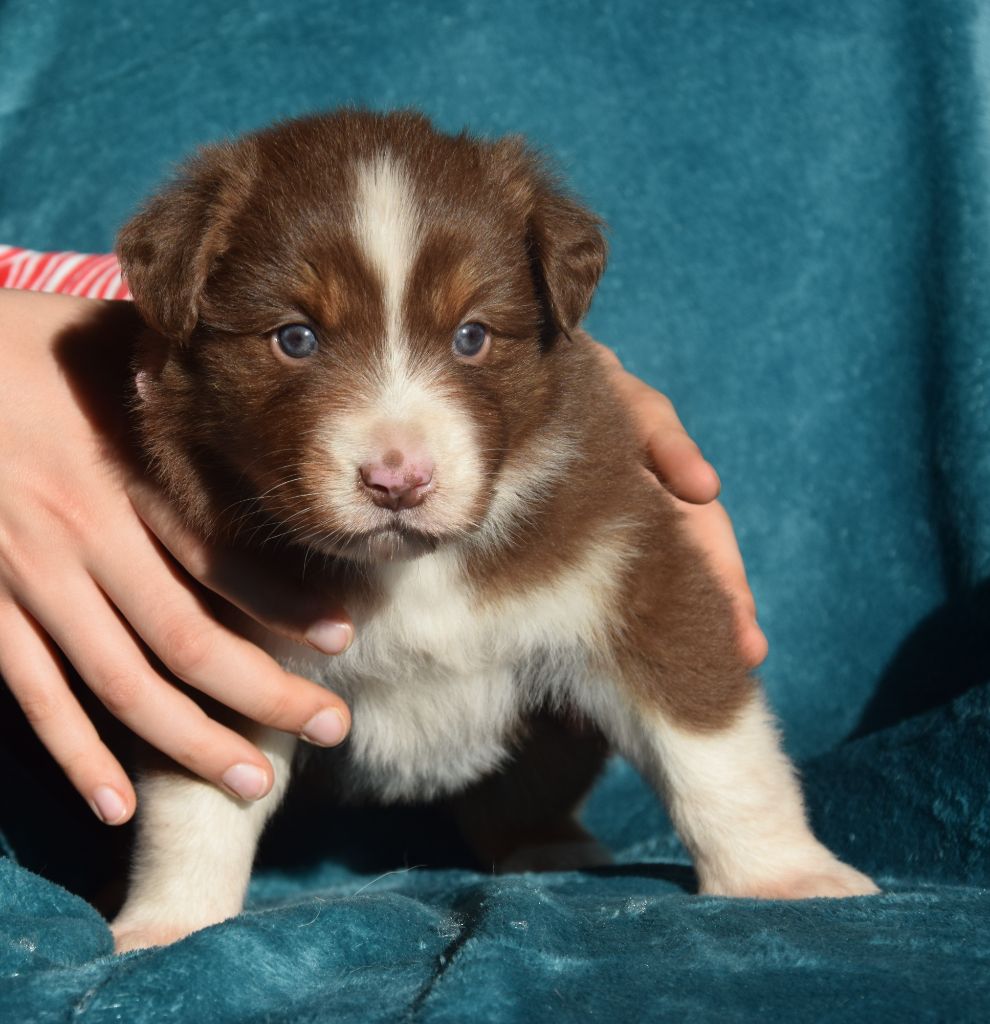 Chiot Elevage of Piek