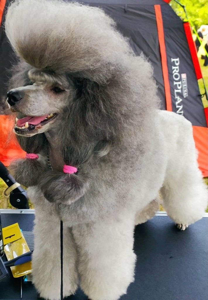 CH. Nuance grise du Calife des Nuits Grises - Classe Ouverte : 1ère Excellente - CACS -