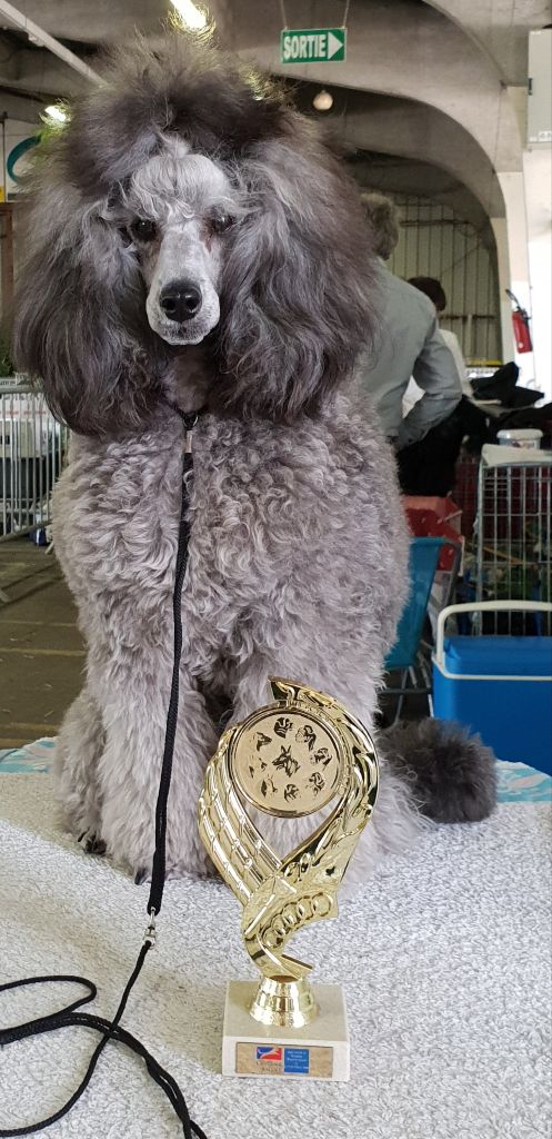 CH. Nuance grise du Calife des Nuits Grises - Classe Jeune : 1ère Excellente.