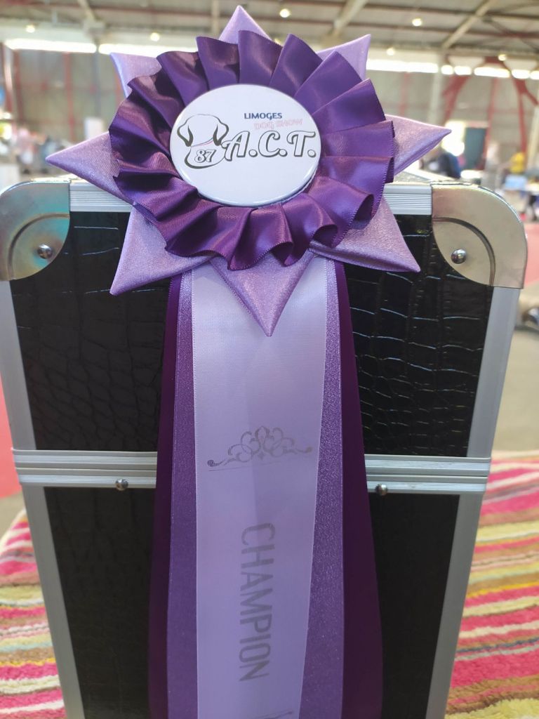 CH. Nuance grise du Calife des Nuits Grises - Classe Champion : 1ère Excellente. Meilleur Champion