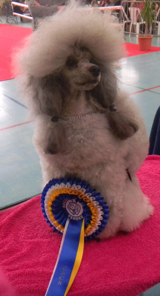 CH. Nuance grise du Calife des Nuits Grises - Classe Intermediaire : 1ère Excellente - CACS -