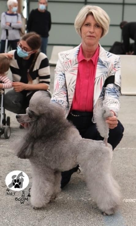 CH. Nuance grise du Calife des Nuits Grises - Classe Champion : 1er Excellent - Meilleure de Race