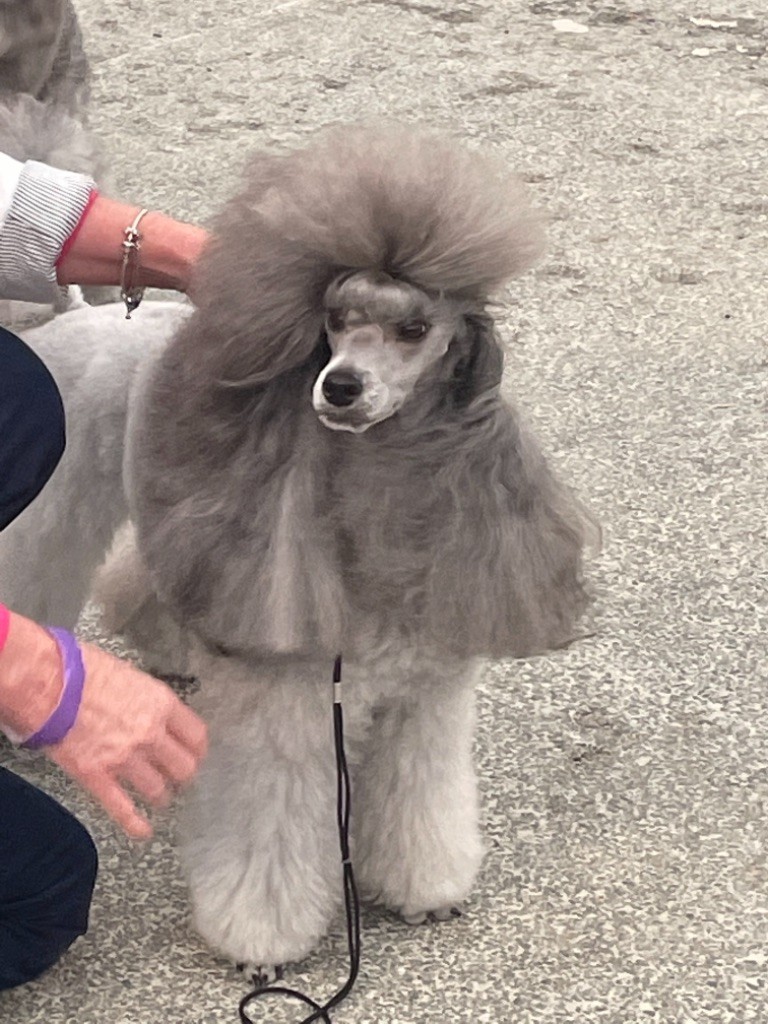 CH. Nuance grise du Calife des Nuits Grises - Classe Champion : 1er Excellent - RCACIB -