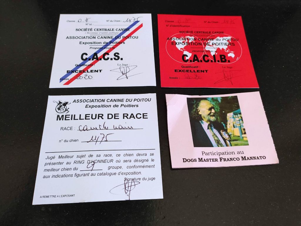 CH. Nuance grise du Calife des Nuits Grises - Classe Ouverte : 1ère Excellent - CACS- CACIB - Meilleur de Race