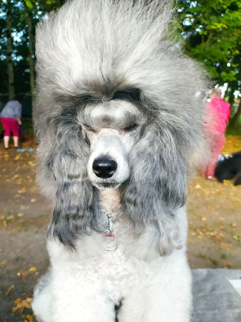 CH. Nuance grise du Calife des Nuits Grises - Classe Champion : 1ère Excellente.