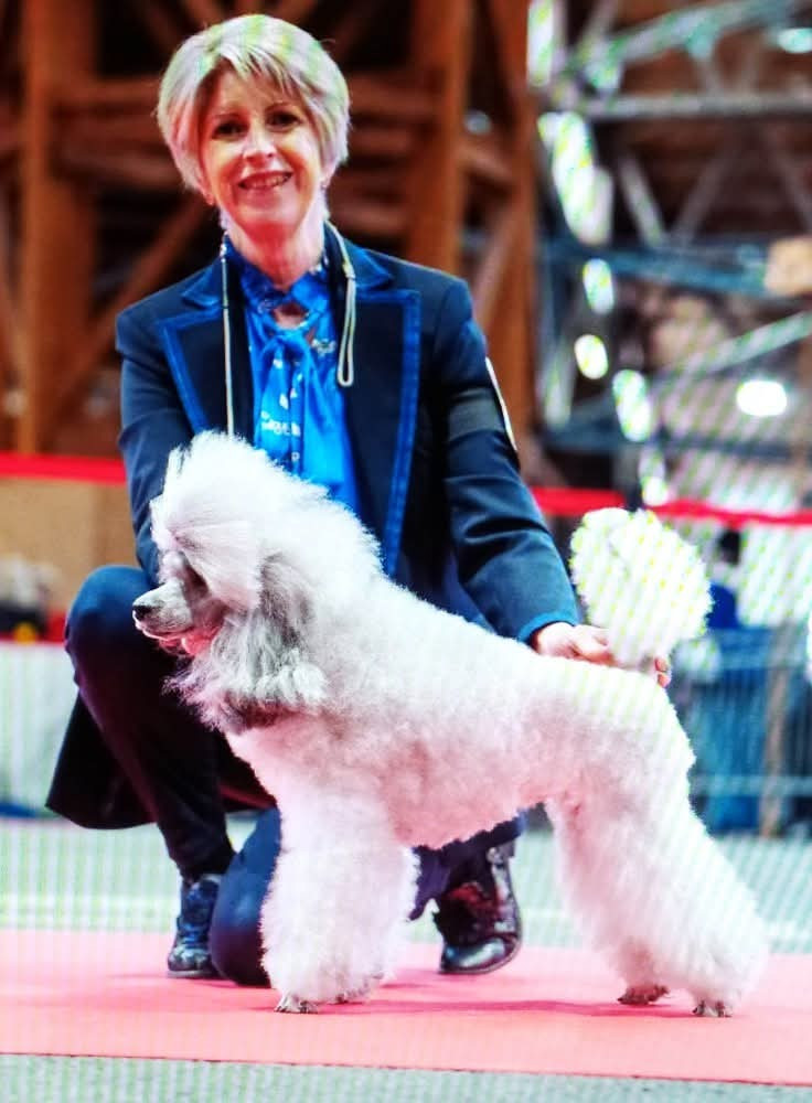 CH. Nuance grise du Calife des Nuits Grises - Classe Champion : 1ère Excellent.