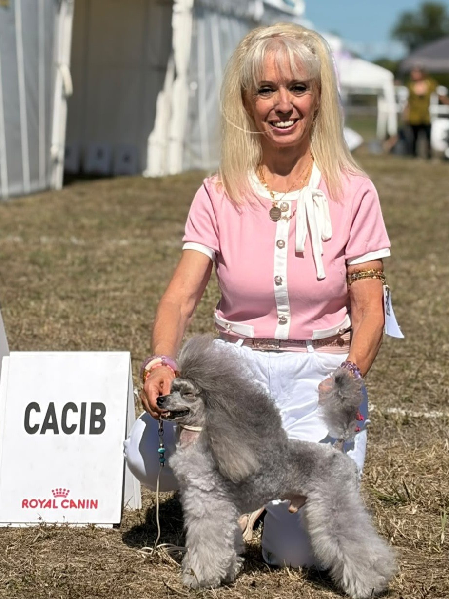 CH. Tom pouce du Calife des Nuits Grises - Classe Champion Toy : 1ER EXCELLENT- CACIB - BOB - MEILLEUR CHAMPION et MEILLEUR DE RACE