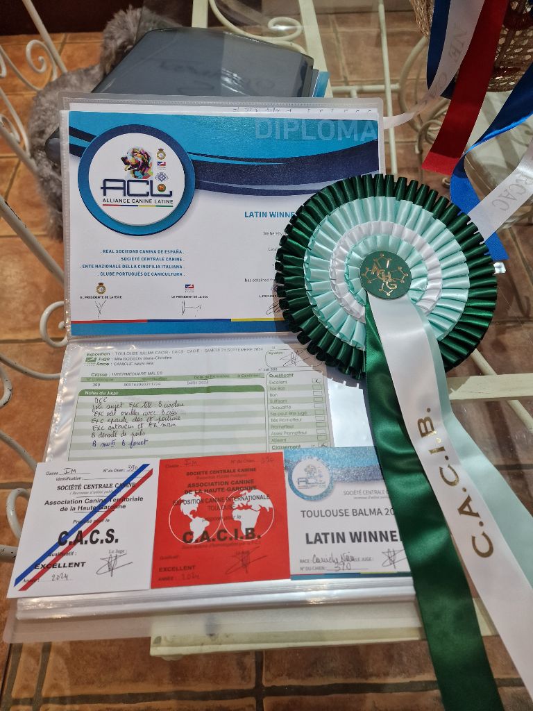 CH. Tarantino le magnifique du Calife des Nuits Grises - Classe Ouverte : 1èr Exc.CACS. CACIB. Meilleur de Race