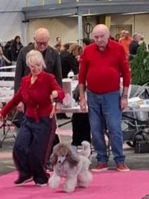 CH. Tarantino le magnifique du Calife des Nuits Grises - Classe Ouverte Moyen : 1ère Excellent . CACS. CACIB Meilleur de Race