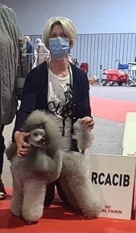 CH. Nuance grise du Calife des Nuits Grises - Classe Ouverte : 1ère Excellent - CACS - RCACIB