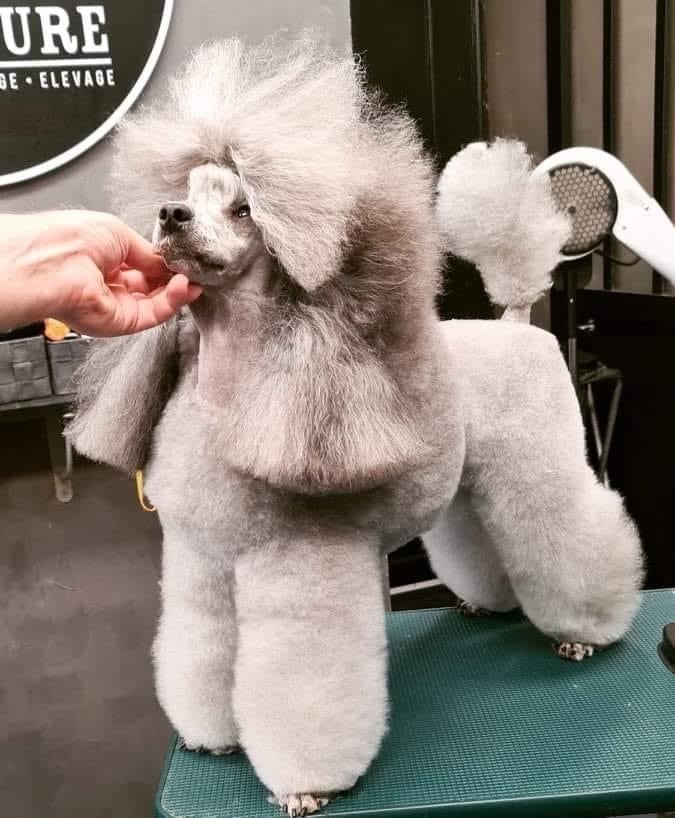 CH. Nuance grise du Calife des Nuits Grises - Classe Ouverte : 1ère Excellente -CACS - CACIB - Meilleure de Race