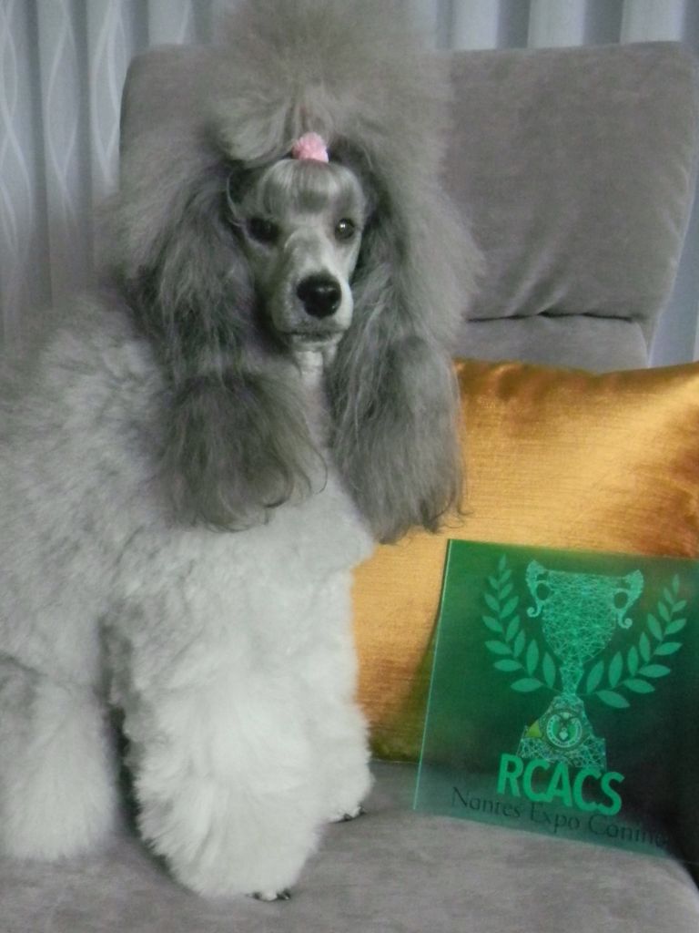 CH. Nuance grise du Calife des Nuits Grises - Classe Ouverte : 1ère Excellent - RCACS