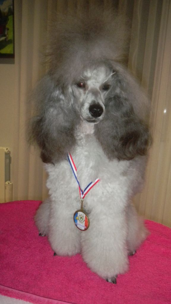 CH. Nuance grise du Calife des Nuits Grises - Classe Jeune : 1ère Excellente.
