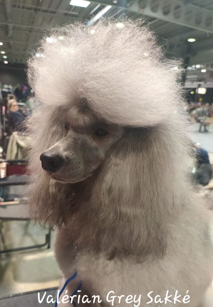 CH. Valérian grey sakkÉ - Classe Jeune : 2ème Exc. RCACLJ.