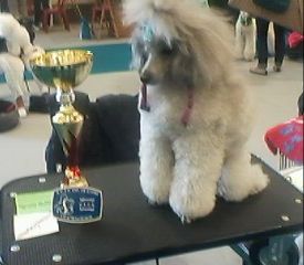 CH. Nuance grise du Calife des Nuits Grises - Classe Intermédiaire : 1ère Excellent - CACS - Meilleur de race de Sexe Opposé