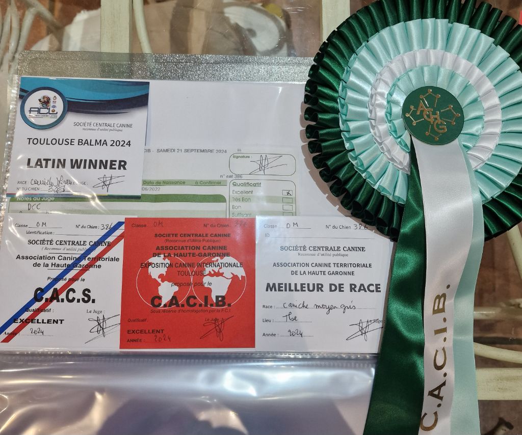 CH. Valérian grey sakkÉ - Classe Intermédiaire : 1er exc. CACS .CACIB. Meilleur de sexe opposé