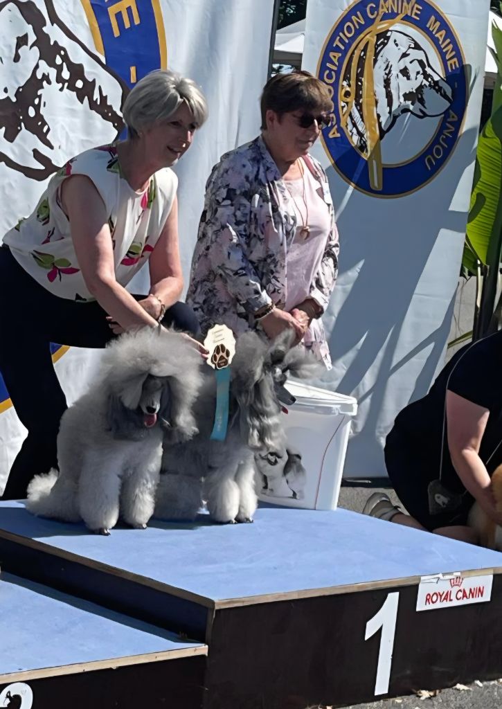 CH. Nuance grise du Calife des Nuits Grises - Classe Champion : 1ère Excellent. Meilleur Champion. Meilleur de Race