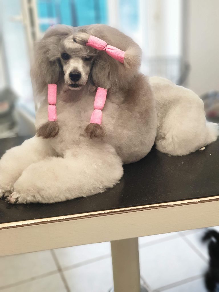 CH. Nuance grise du Calife des Nuits Grises - Classe intermédiaire : 1exc - 1exCACS - BOB - Meilleur de Race