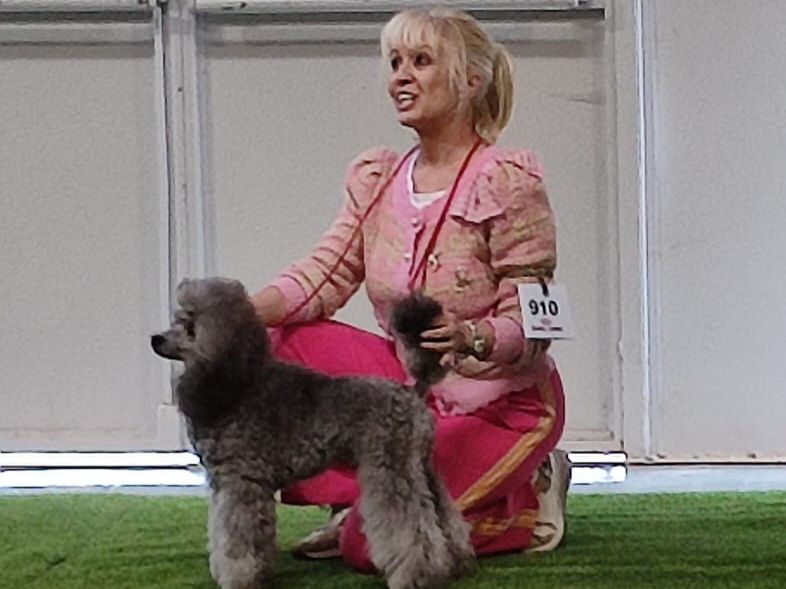 CH. Valérian grey sakkÉ - Classe Jeune : CACJ . MEILLEUR JEUNE. MEILLEUR DE RACE