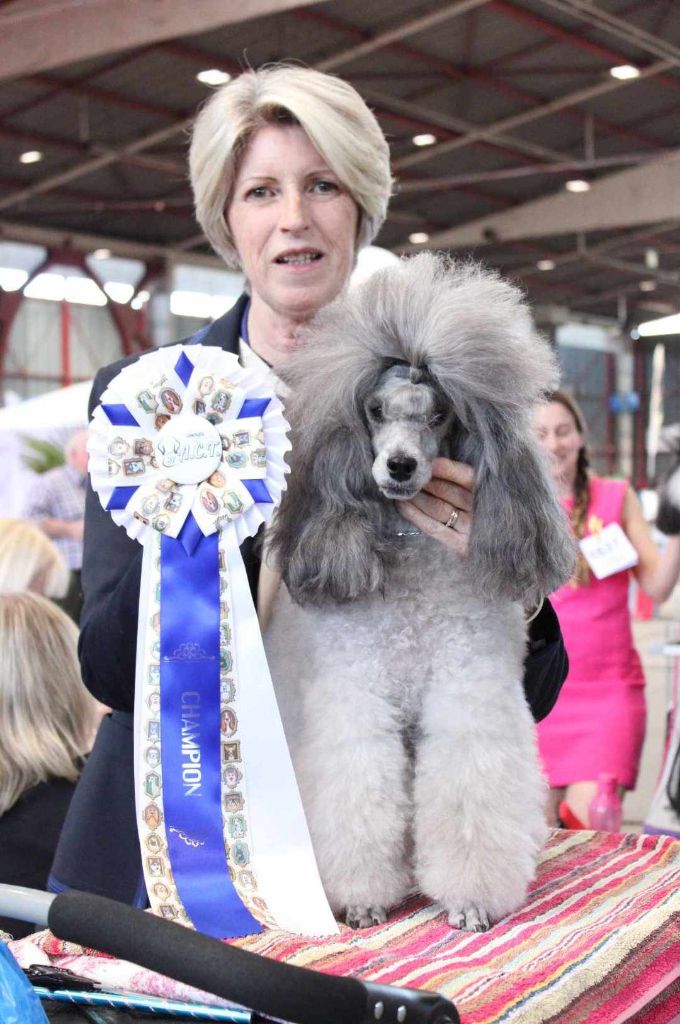 CH. Nuance grise du Calife des Nuits Grises - Classe Champion : 1ère Excellente. Meilleure Champion