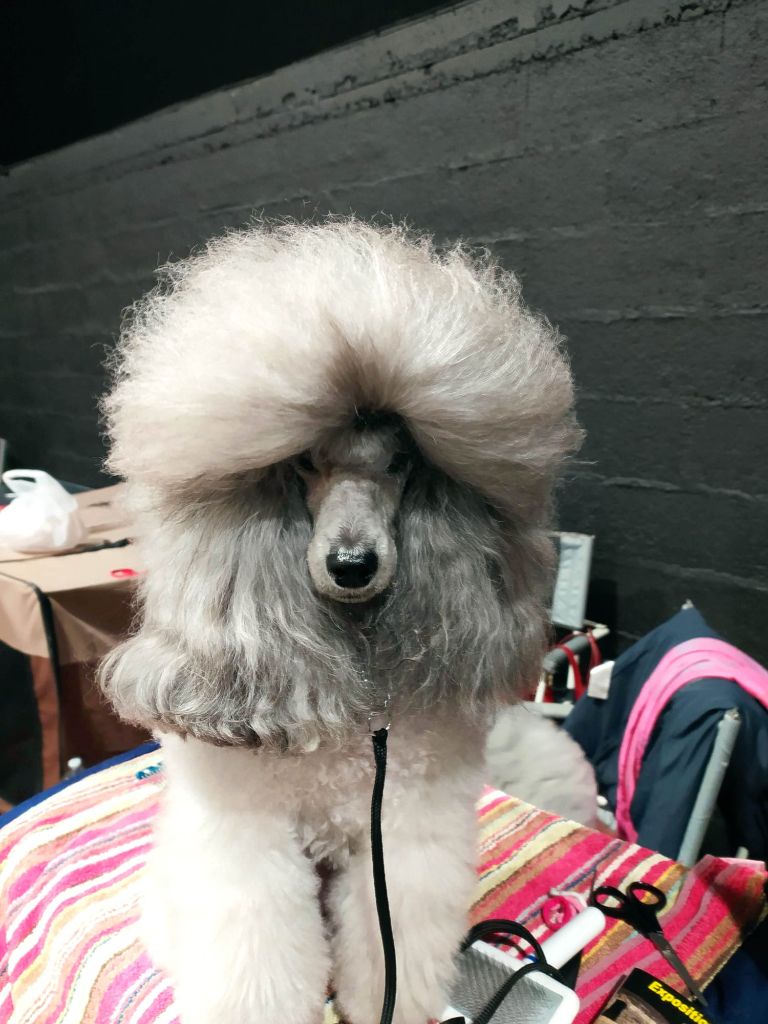 CH. Nuance grise du Calife des Nuits Grises - Classe Champion : 1ère Excellente.