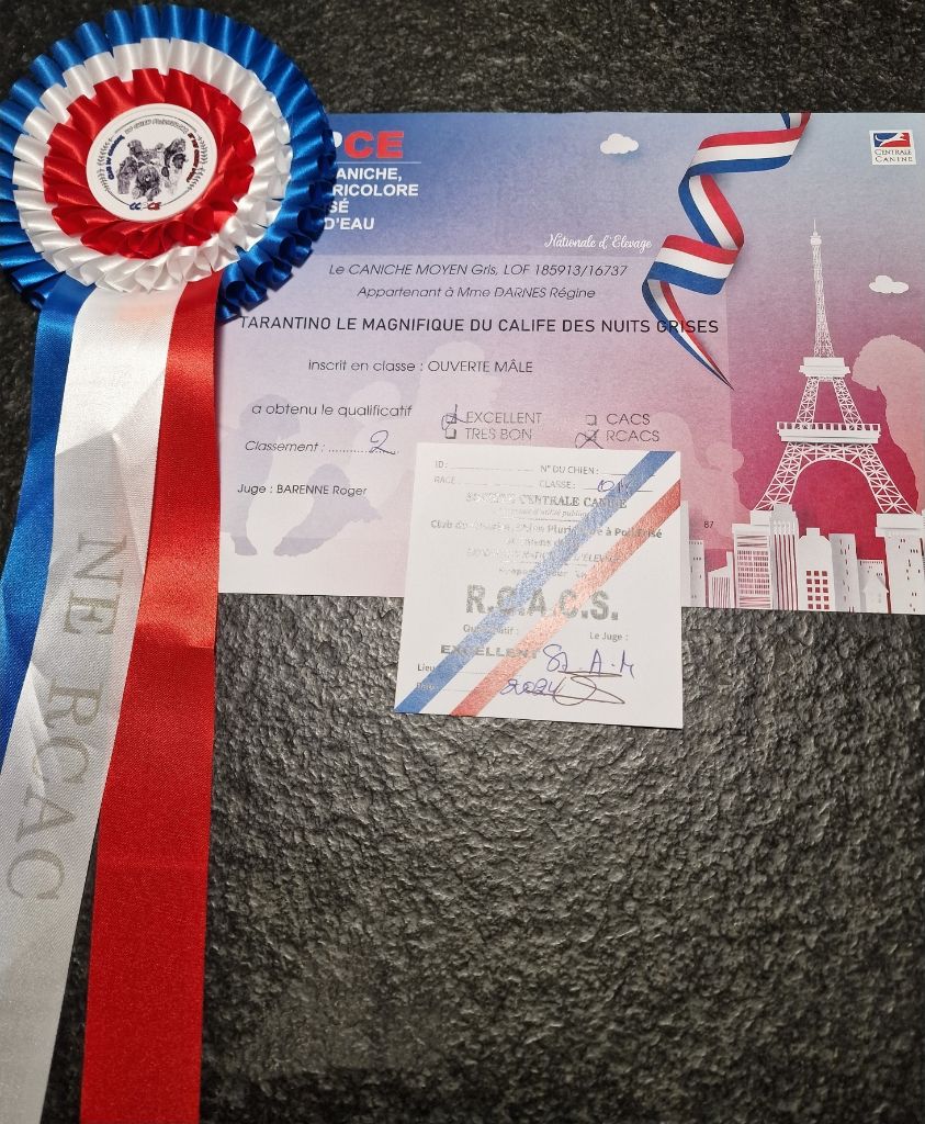 CH. Tarantino le magnifique du Calife des Nuits Grises - Classe Ouverte : 2ème Excellent . RCACS