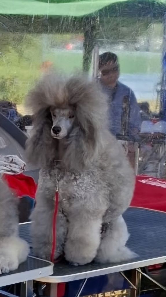 CH. Valérian grey sakkÉ - Classe Ouverte Nain : 1er excellent. CACS. RCACIB