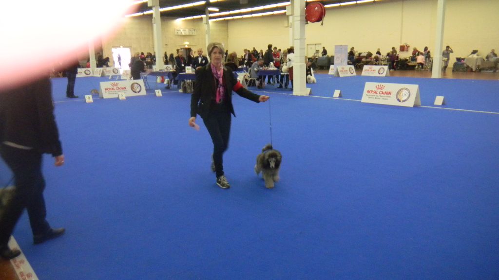 CH. Nuance grise du Calife des Nuits Grises - Classe Puppy : 1ere Très Prometteur - Meilleur Puppy -