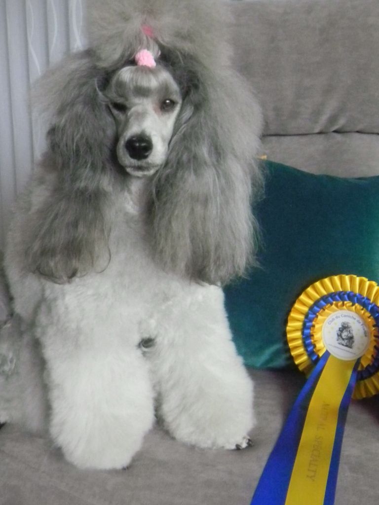 CH. Nuance grise du Calife des Nuits Grises - Classe ouverte : 4ème Excellente Classée.