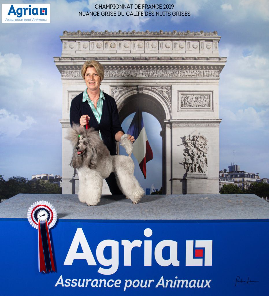 CH. Nuance grise du Calife des Nuits Grises - Classe Intermédiaire : 1ère Excellente.