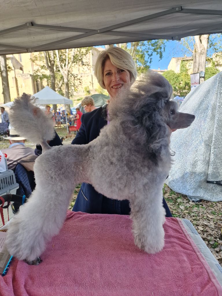 CH. Nuance grise du Calife des Nuits Grises - Classe Champion : 1ère Excellente. Meilleure de Sexe opposé. Meilleure Champion