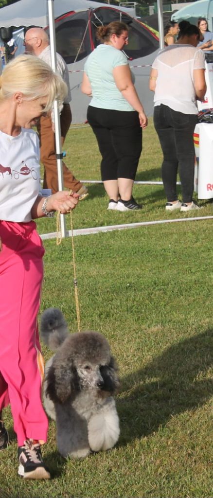 CH. Tarantino le magnifique du Calife des Nuits Grises - Classe Ouverte Moyen : 1ère Excellente . CACS. Meilleur de Race