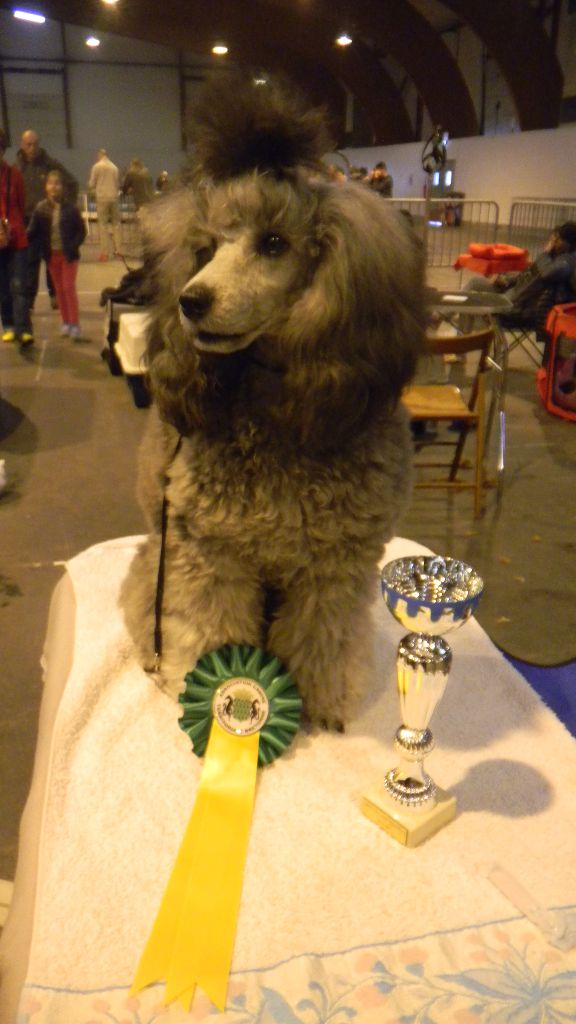 CH. Nuance grise du Calife des Nuits Grises - Classe Jeune Femelle : 1ère Excellent - Meilleur Jeune - Meilleure de Sexe Oppos