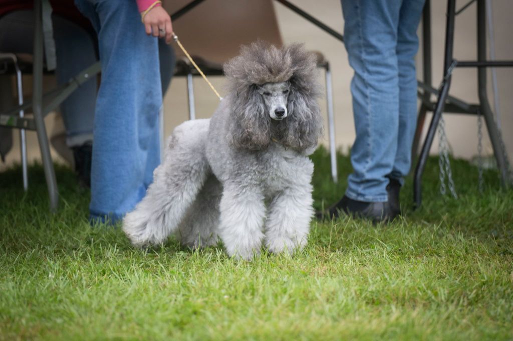 CH. Tarantino le magnifique du Calife des Nuits Grises - Classe Ouverte : 1ère Excellent. CACS. MEILLEUR DE RACE