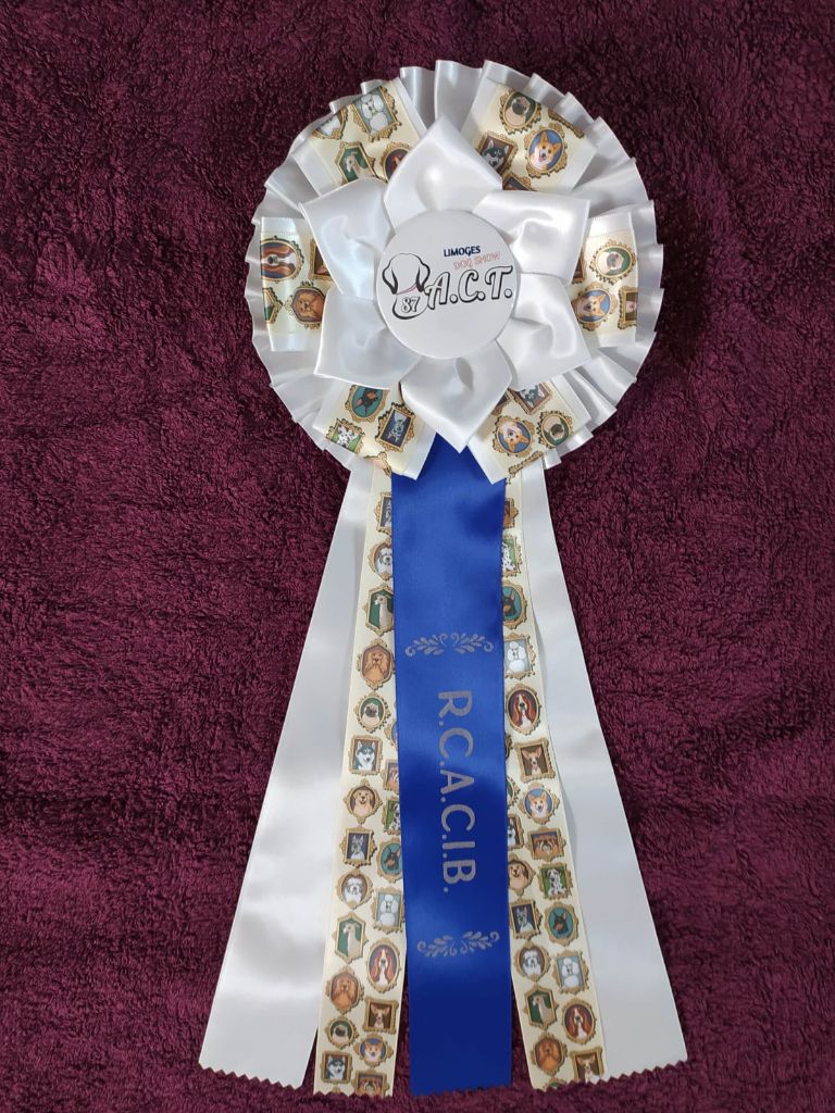 CH. Nuance grise du Calife des Nuits Grises - Classe Champion : 1ère Excellente. RCACIB .