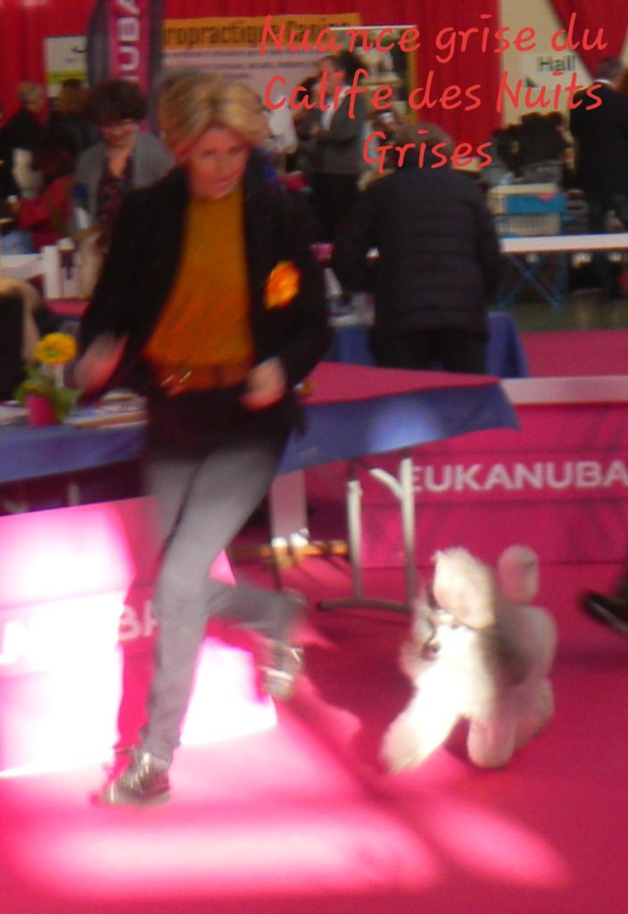 CH. Nuance grise du Calife des Nuits Grises - Classe Champion : 1ère Excellent. RCACIB (récupére le CACIB)