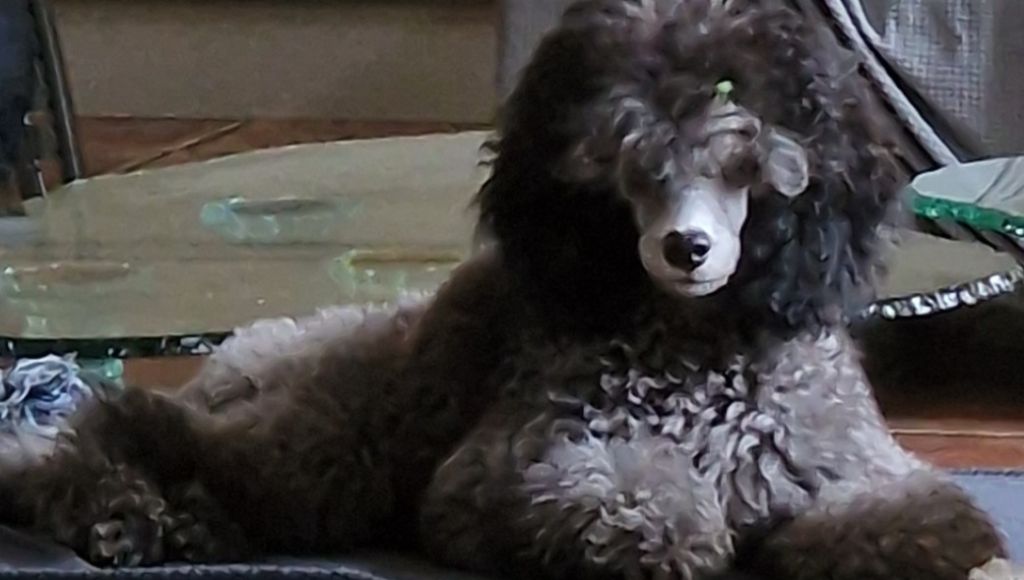 CH. Valérian grey sakkÉ - Classe Baby : Très Prometteur. Meilleur Baby