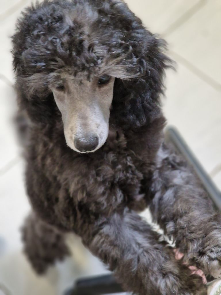 CH. Tarantino le magnifique du Calife des Nuits Grises - Classe Baby : Très Prometteur. Meilleur Baby