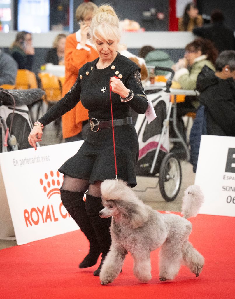 CH. Valérian grey sakkÉ - Classe Ouverte : 1èr Excellent. CACS. CACIB