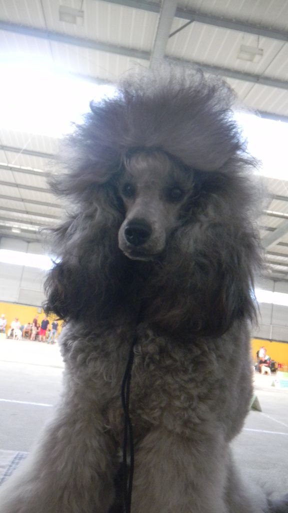 CH. Nuance grise du Calife des Nuits Grises - Classe Jeune : 1ère Excellente.