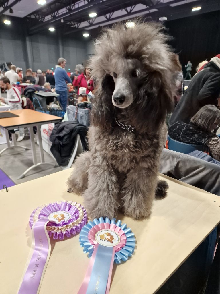 CH. Tarantino le magnifique du Calife des Nuits Grises - Classe Puppy Moyen : Très Prometteur. Meilleur Puppy