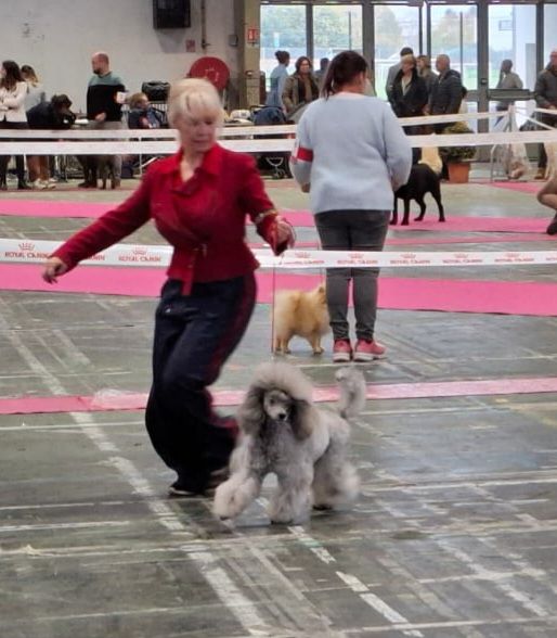 CH. Valérian grey sakkÉ - Classe Ouverte Nain : 1er excellent. CACS. CACIB. MEILLEUR DE RACE