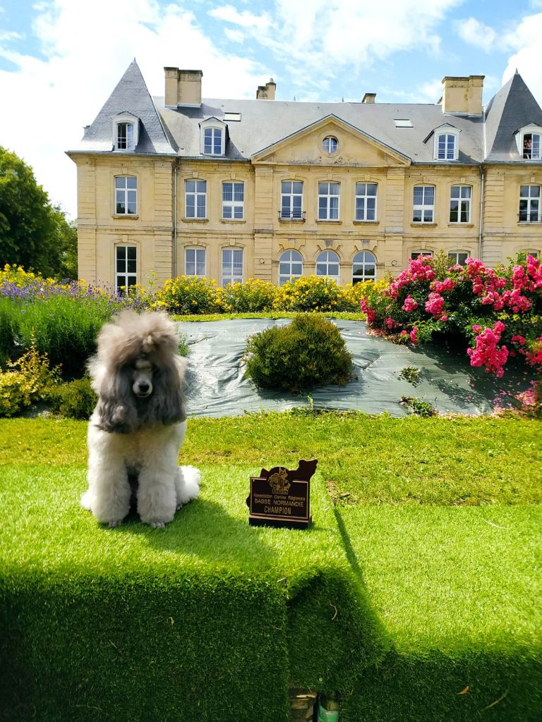 CH. Nuance grise du Calife des Nuits Grises - Classe Champion : 1ère Excellente. Meilleure de Race 2ème du G9