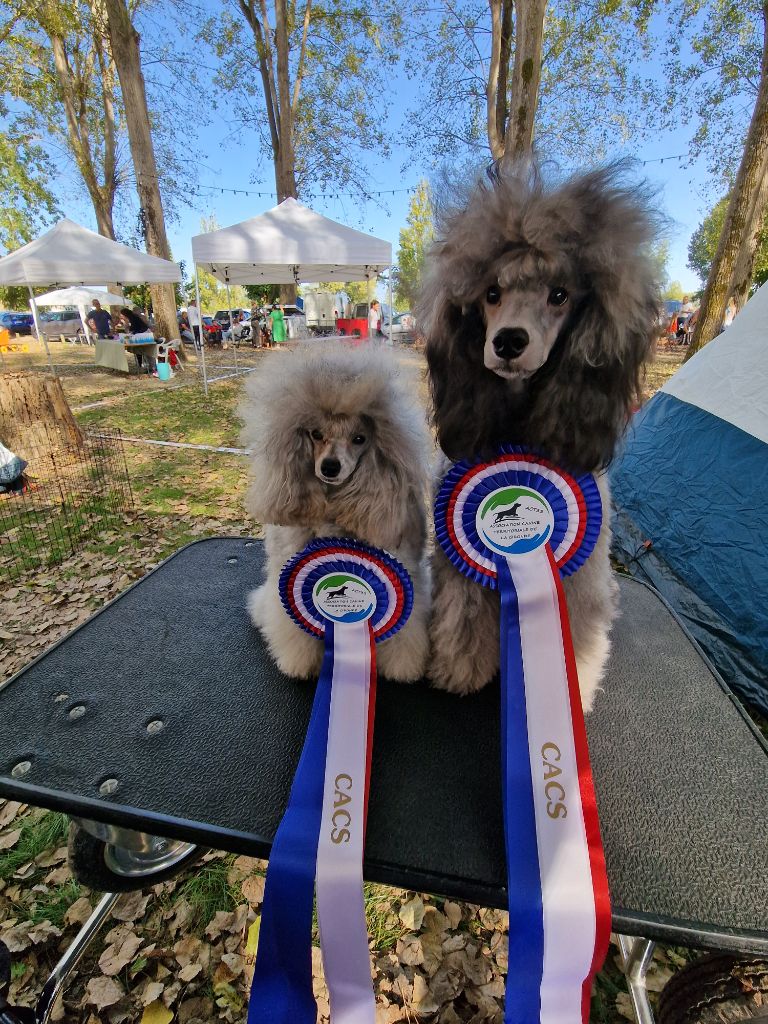CH. Valérian grey sakkÉ - Classe Jeune : 1er Exc. CACJ. Meilleur Jeune .