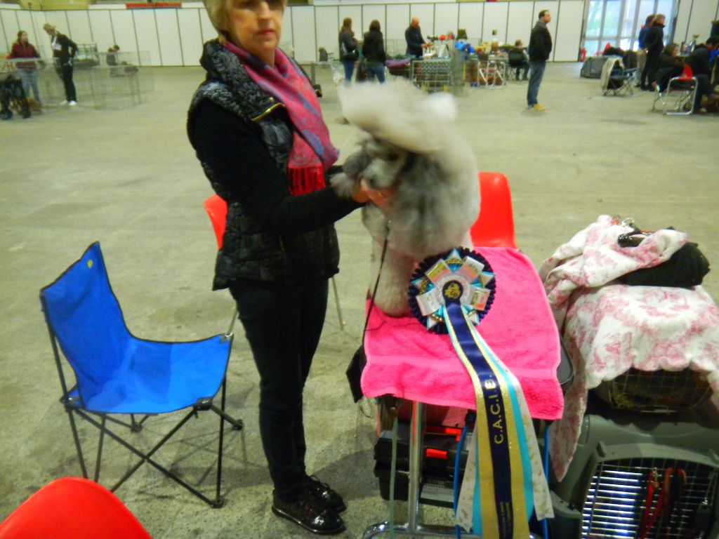 CH. Nuance grise du Calife des Nuits Grises - Classe Champion : 1ère Excellent - CACIB - BOB - Meilleur de Race