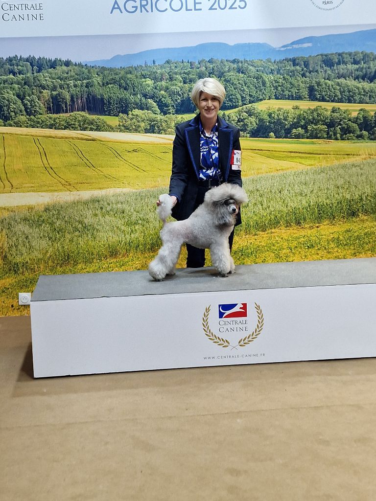 CH. Nuance grise du Calife des Nuits Grises - Sélection au CGA 2025